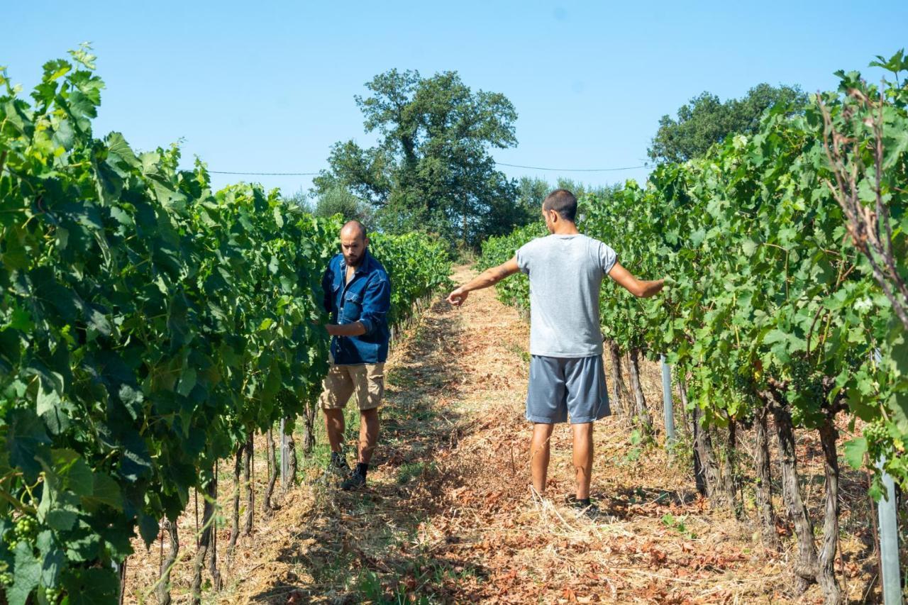 Agriturismo Colle Vento Suvereto Eksteriør billede