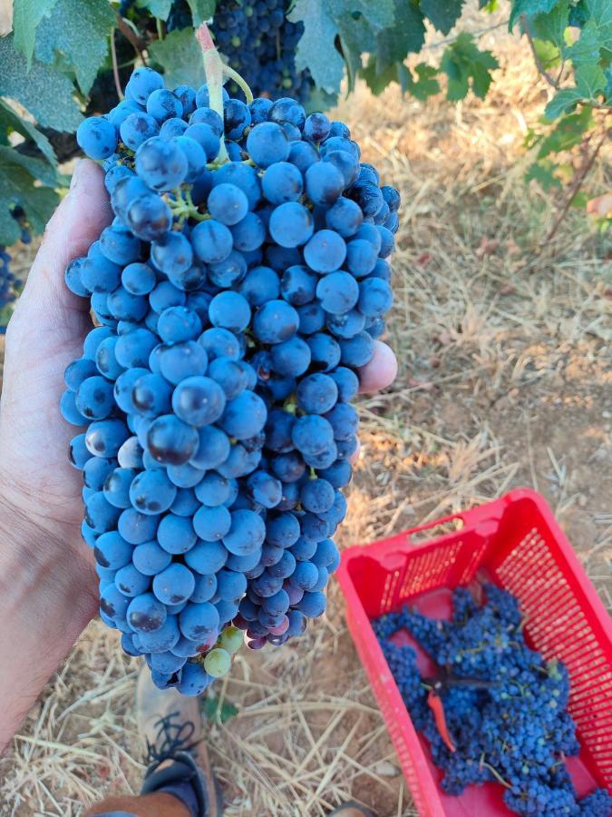 Agriturismo Colle Vento Suvereto Eksteriør billede